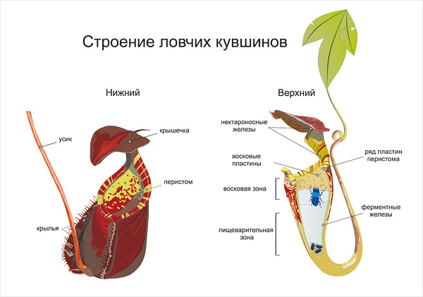 Nepenthes schema