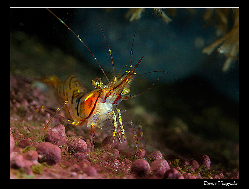 shrimp-750-323