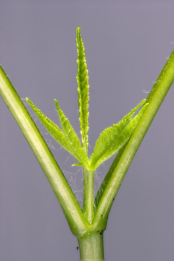 11-02-20_181841_M_A_R_6_S_4