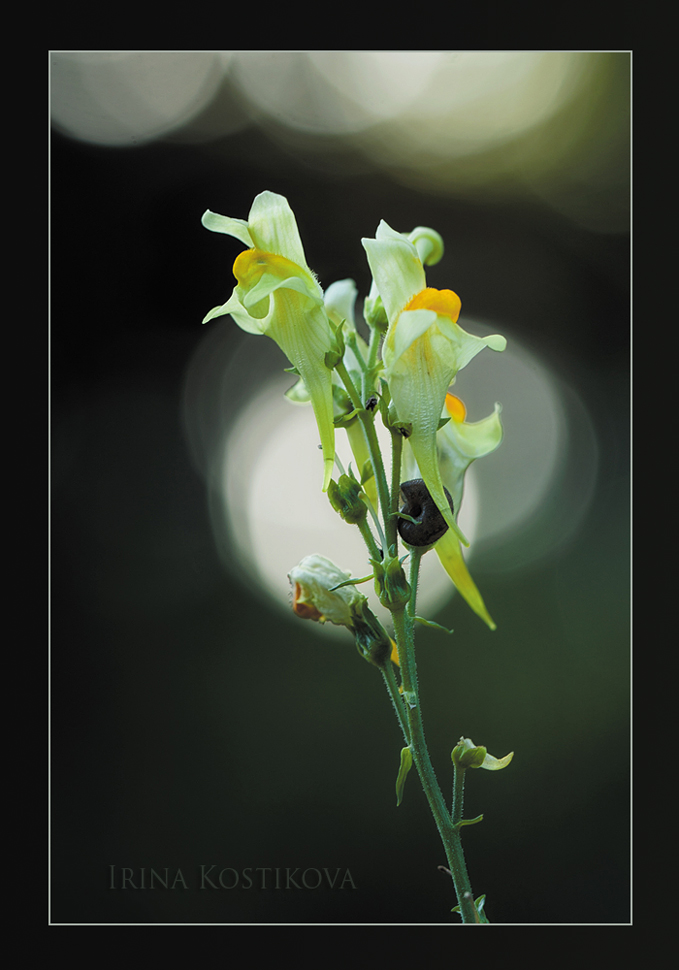 10_08_13_IMG_9118_970_679