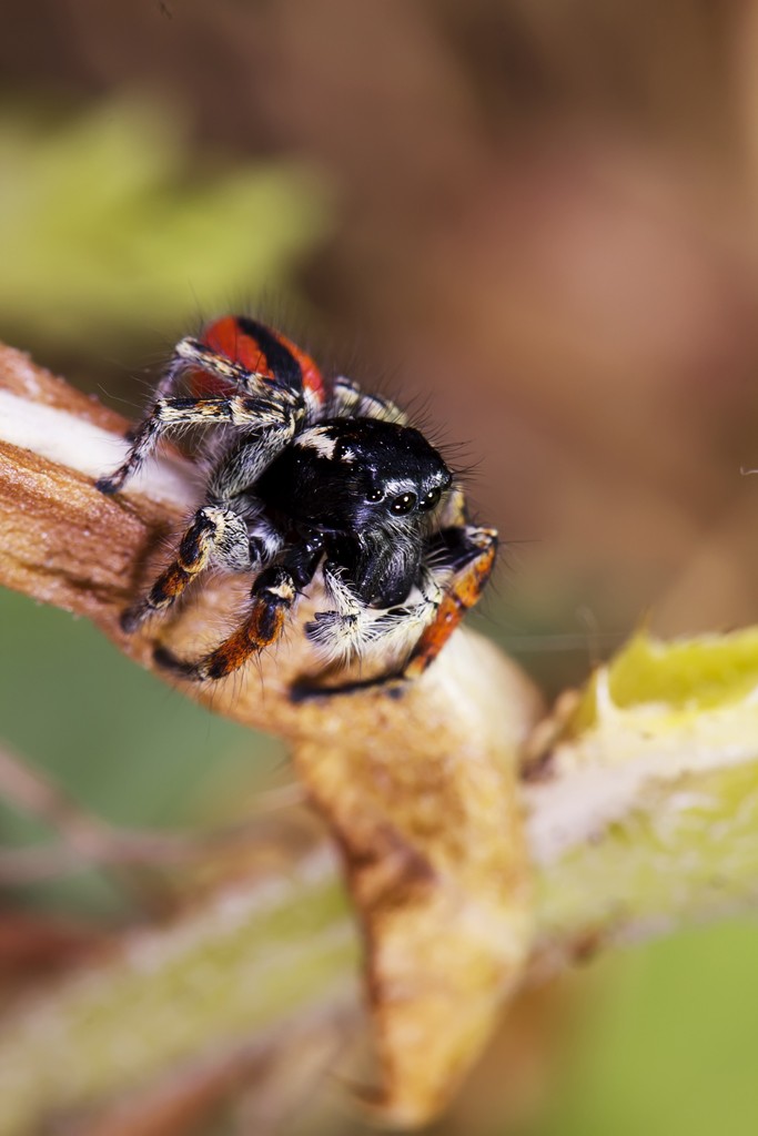 jumping_spider_1
