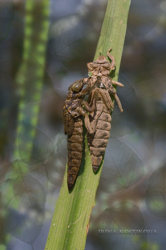 27_06_11IMG_8322_-4_