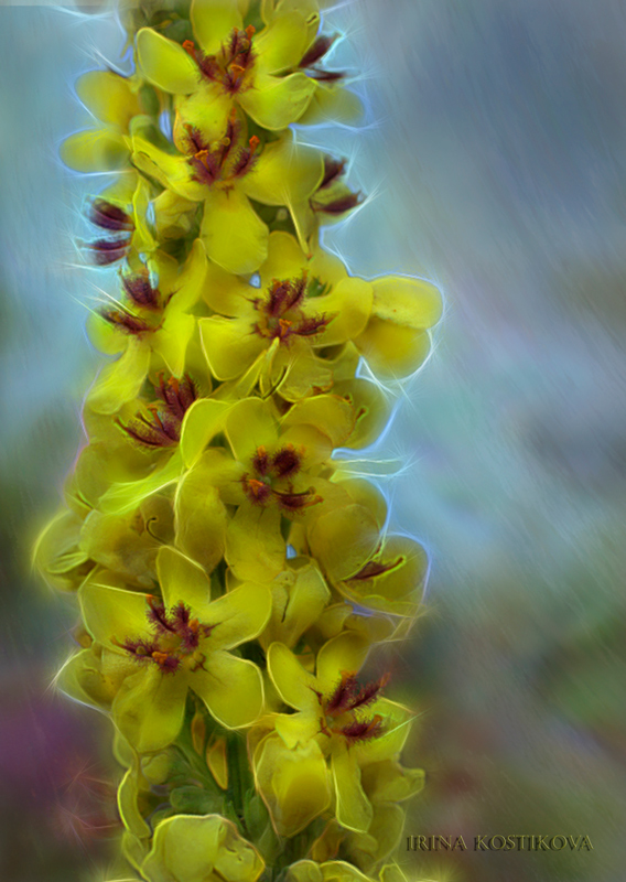 5_08_11_IMG_8781_800_568