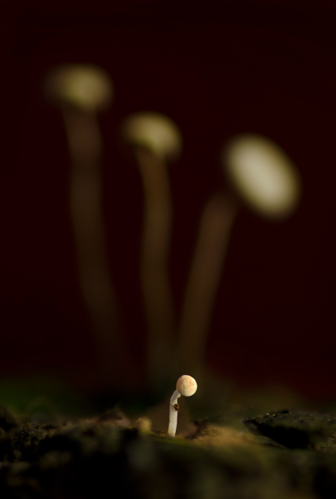 Ya-toze-skoro-virastu