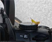 DSC_4443.jpg