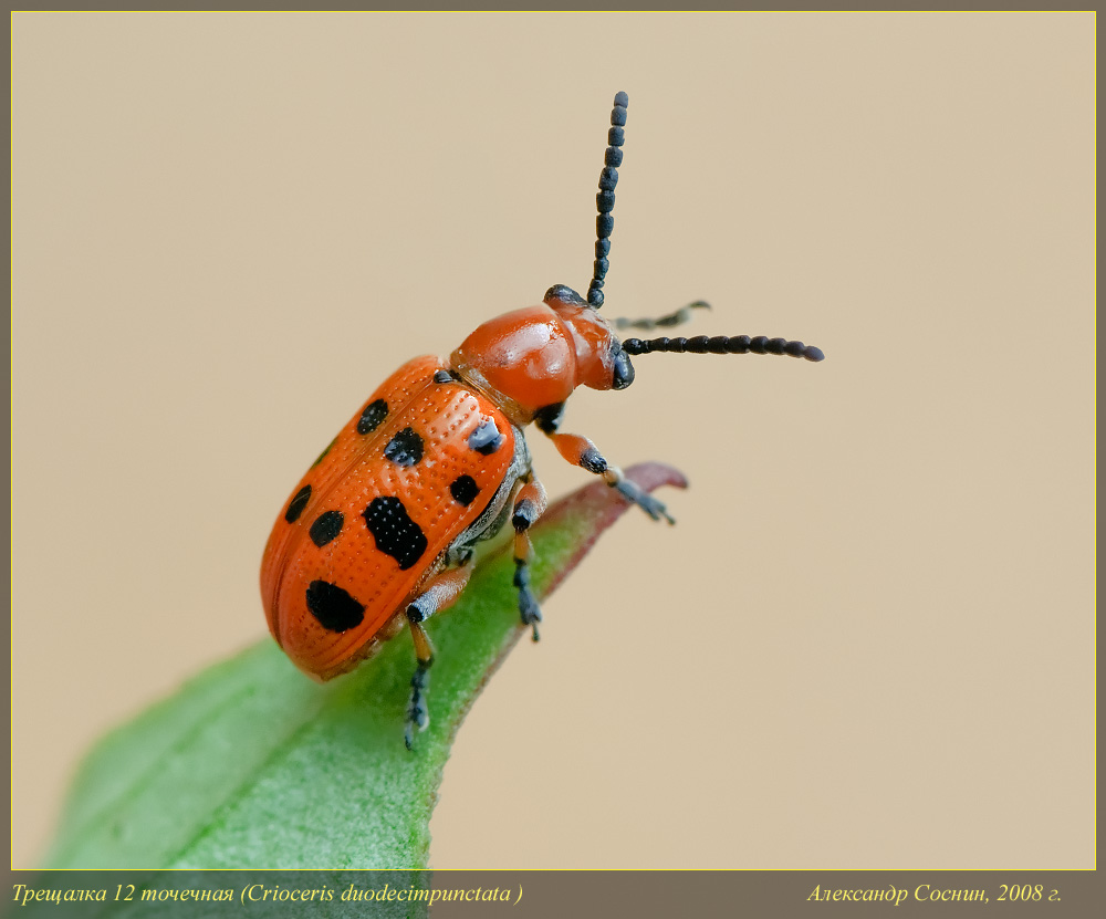 Crioceris_duodecimpunctata_DSC101411