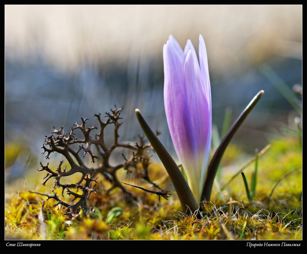 krasavica_i_chudovishe