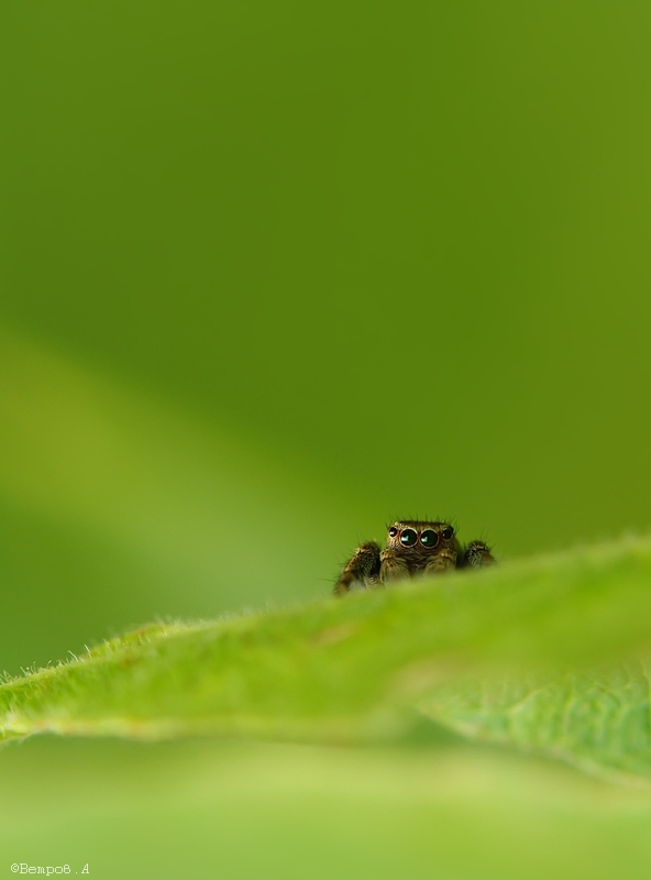 zhitel_zelenyx_dyn-res