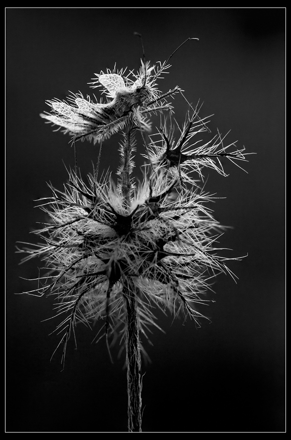 MG_4208web_bw