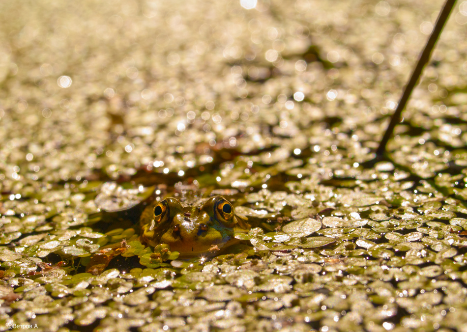 5cm_do_zamuzestva-res