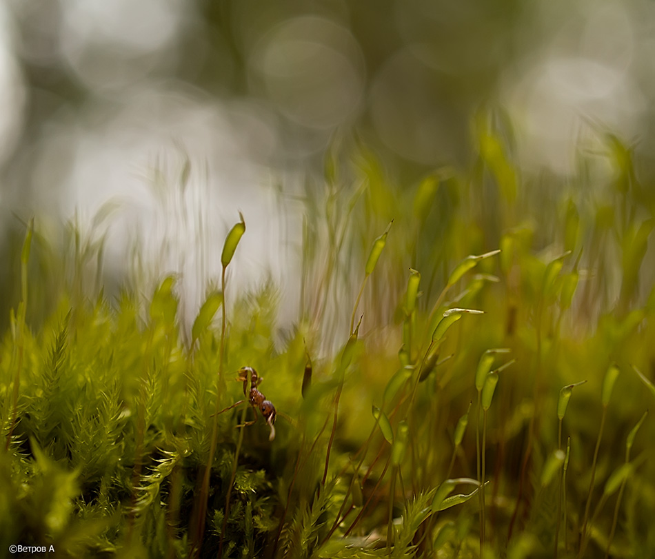 aborigen_macrodzhunglej-res