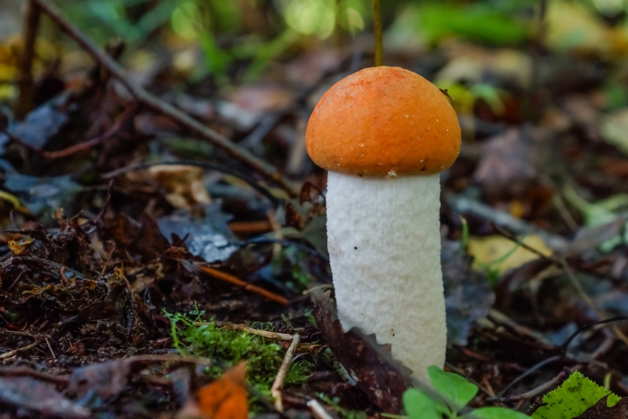 Leccinum_albostipitatum_