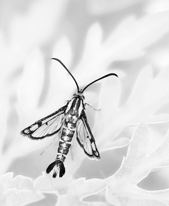 1_160353_M_A_R_8_S_4_-_