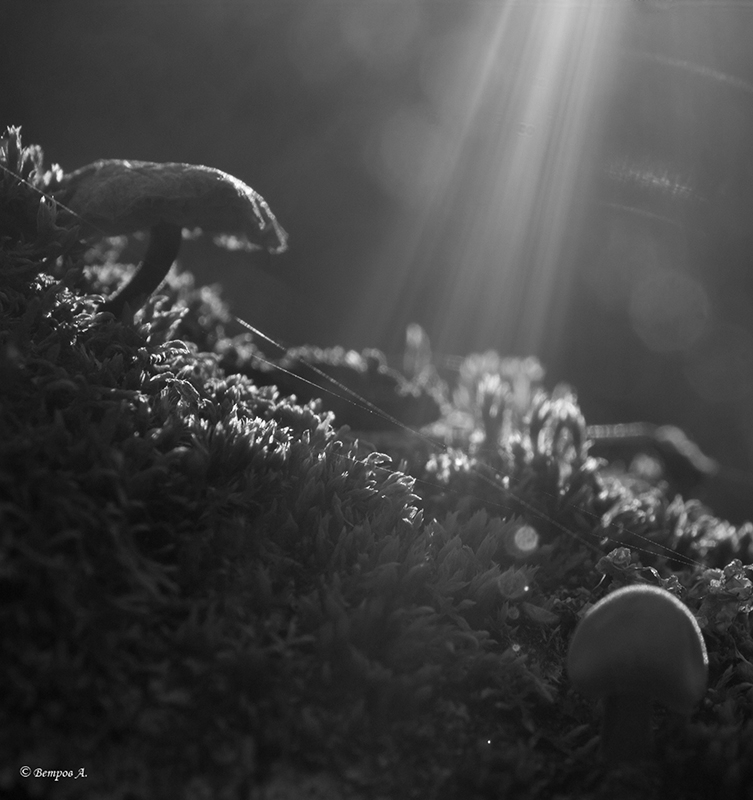 luch_sveta_v_temnom_carstve-_res