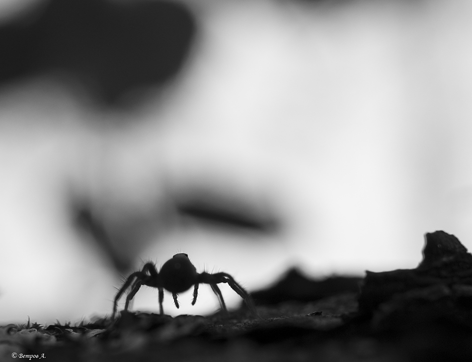 progulka_pod_tuchami-res