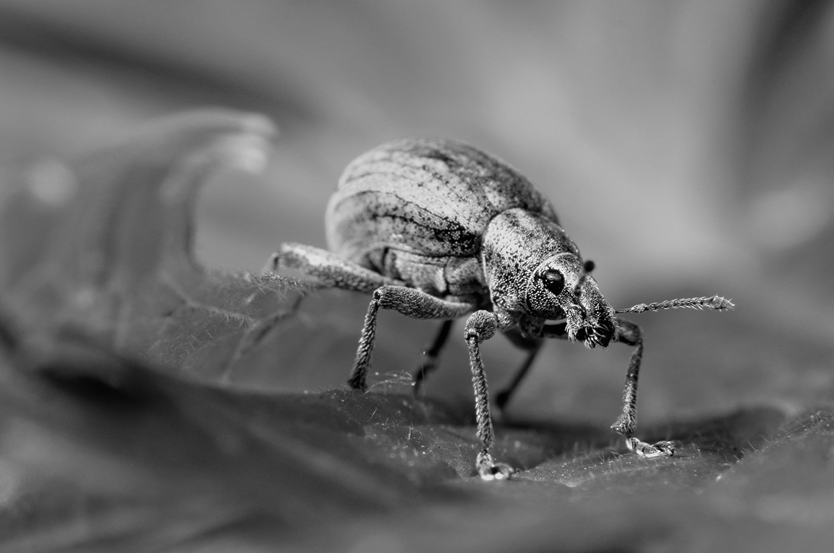 Weevil