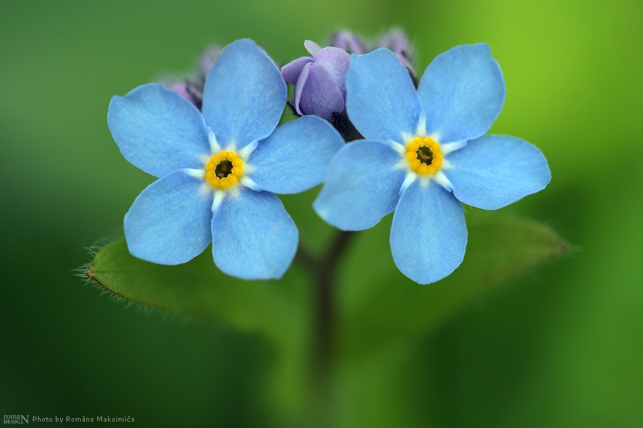 forget-me-not