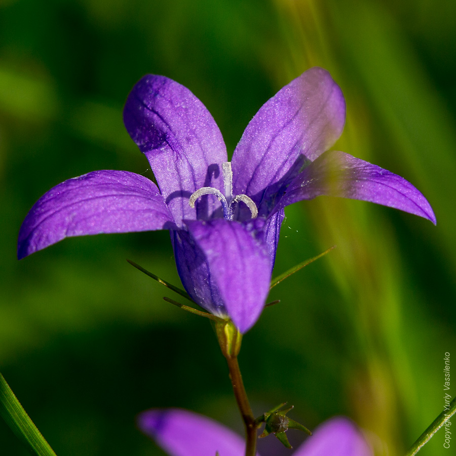 2013-06-08_11-16-22_YVSR1239