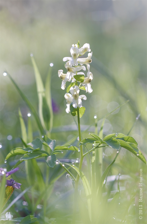 Corydalis_alba