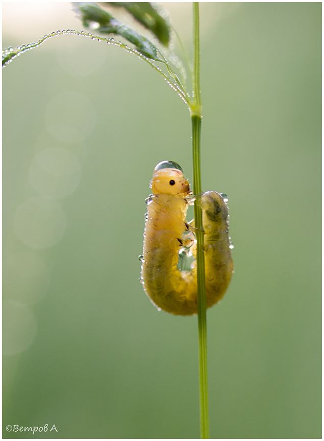 rakurs_rybolovnyj-res