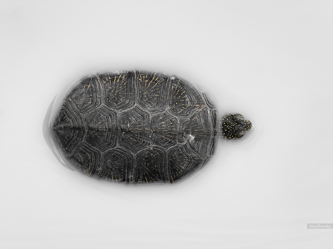 DSC_4869---_1080color