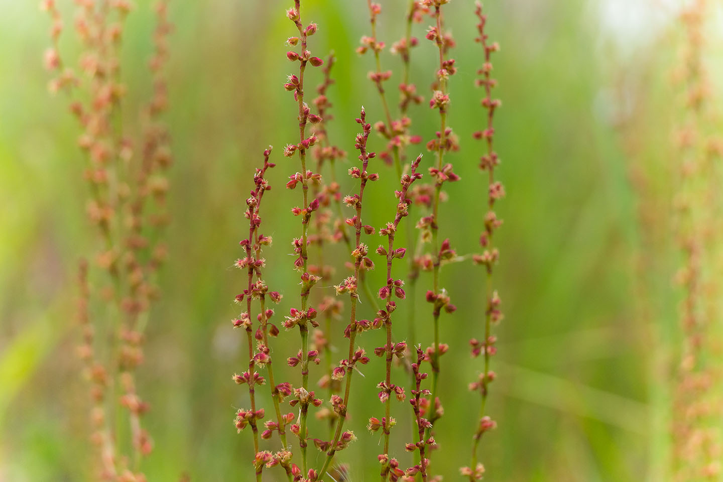 20130629_170527_DSC05284_18
