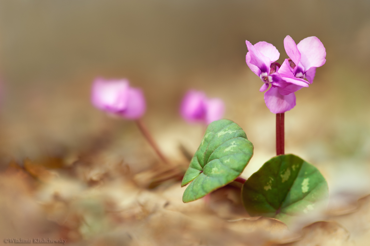 Cyclamen-kuznetzovii_1