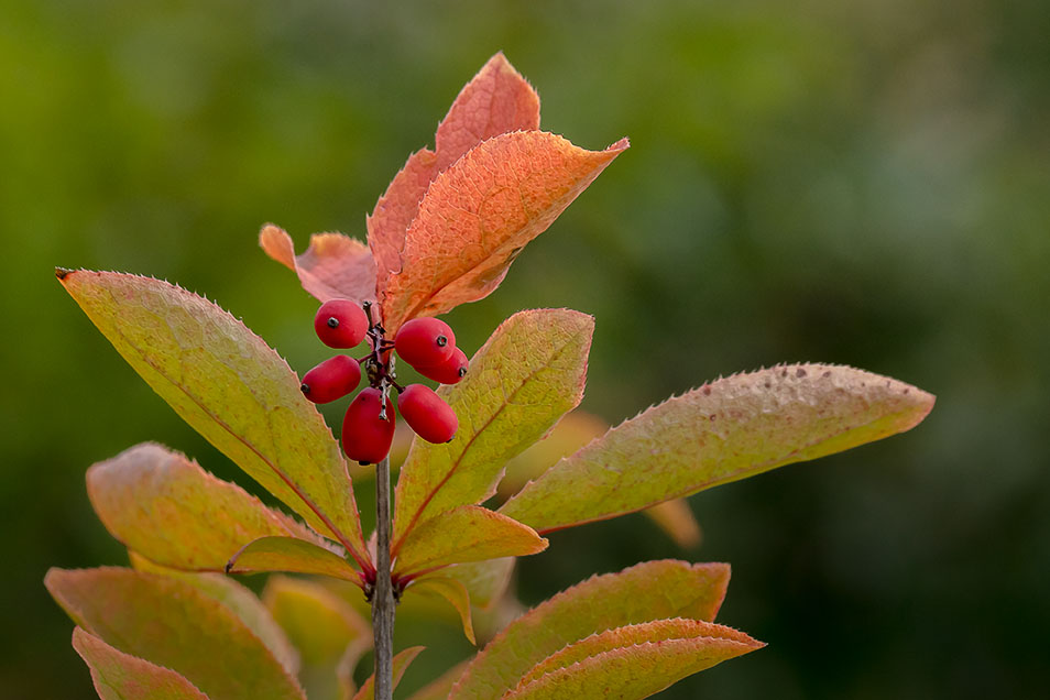 20130915_113455_DSC02068_07