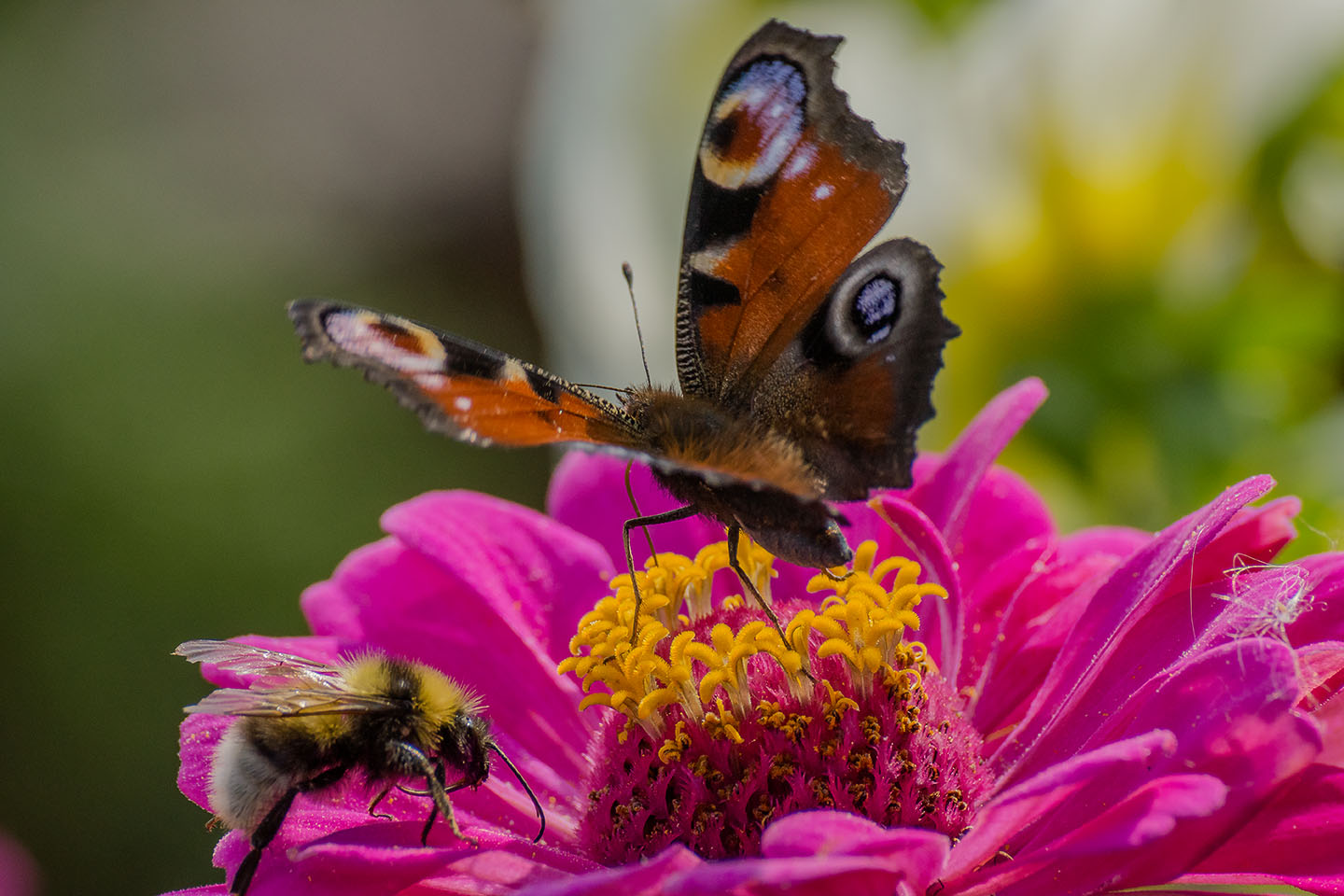 20130817_173754_DSC00824_28