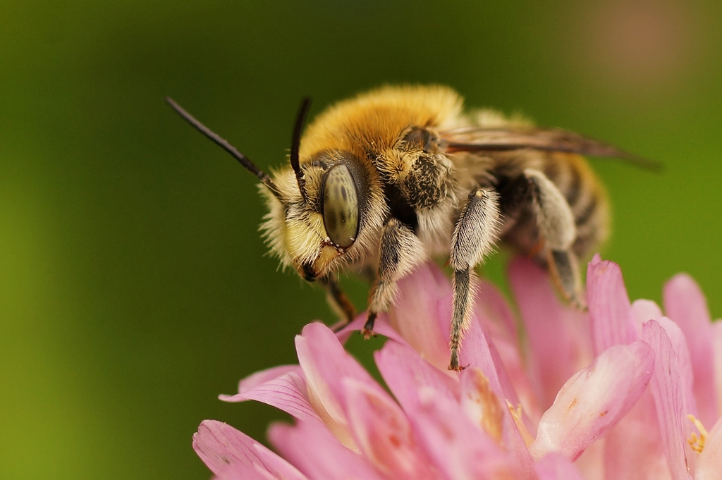 Trachusa_byssina_1024