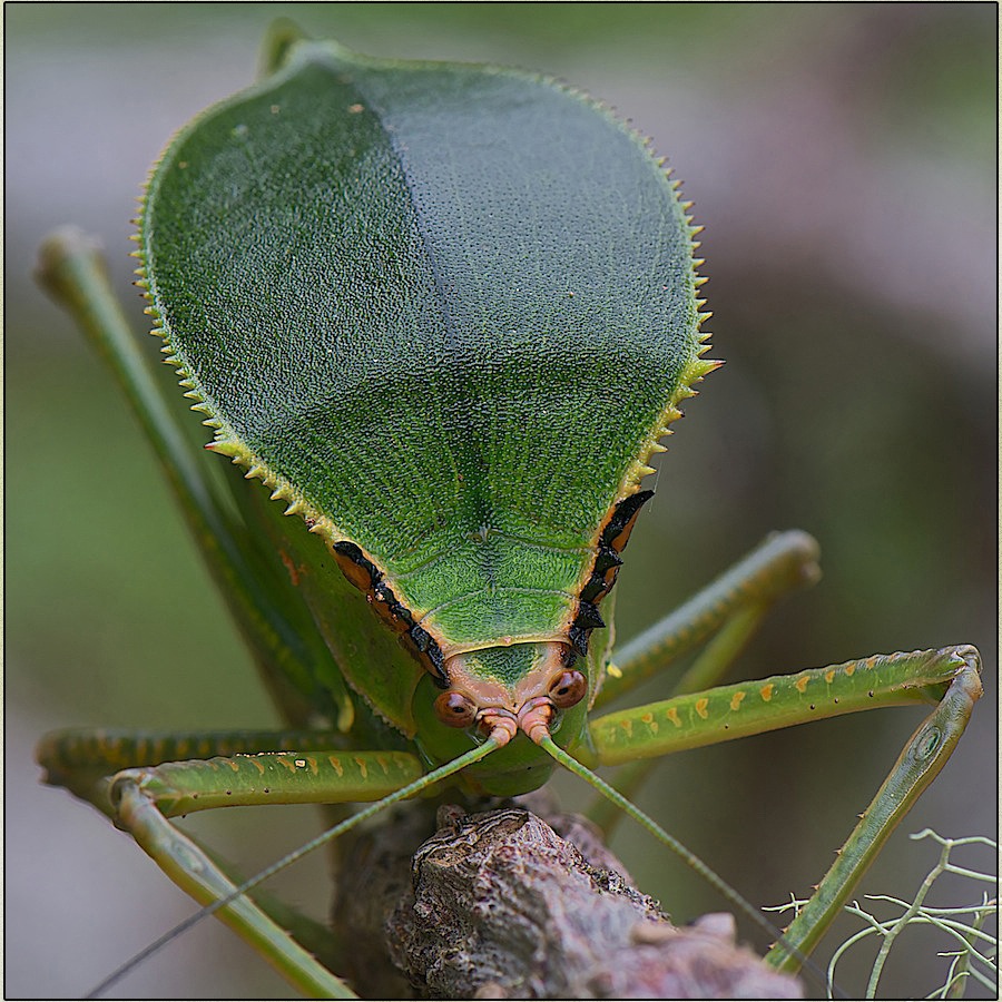 DSC_1901_2_filtered2_edited-1