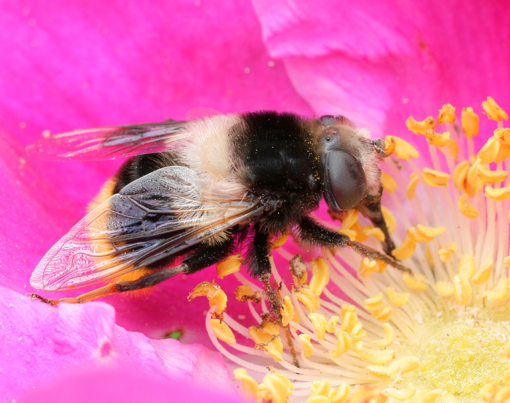 Eristalis_oestraceus