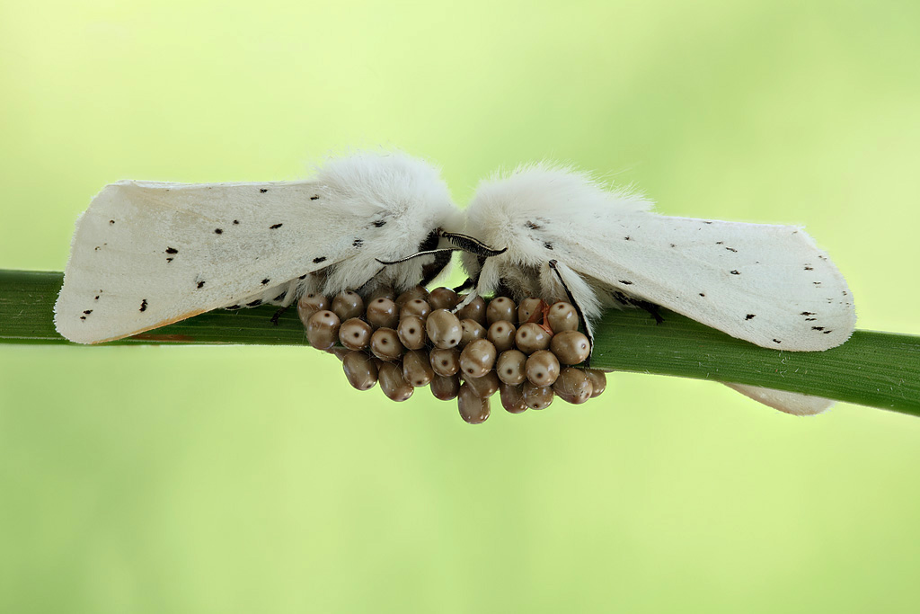 2013-06-12-18_47_00_ZS_PMax