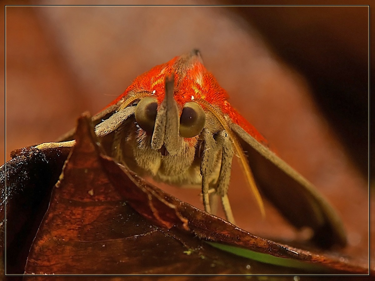 DSC_5602_2_filtered_copy