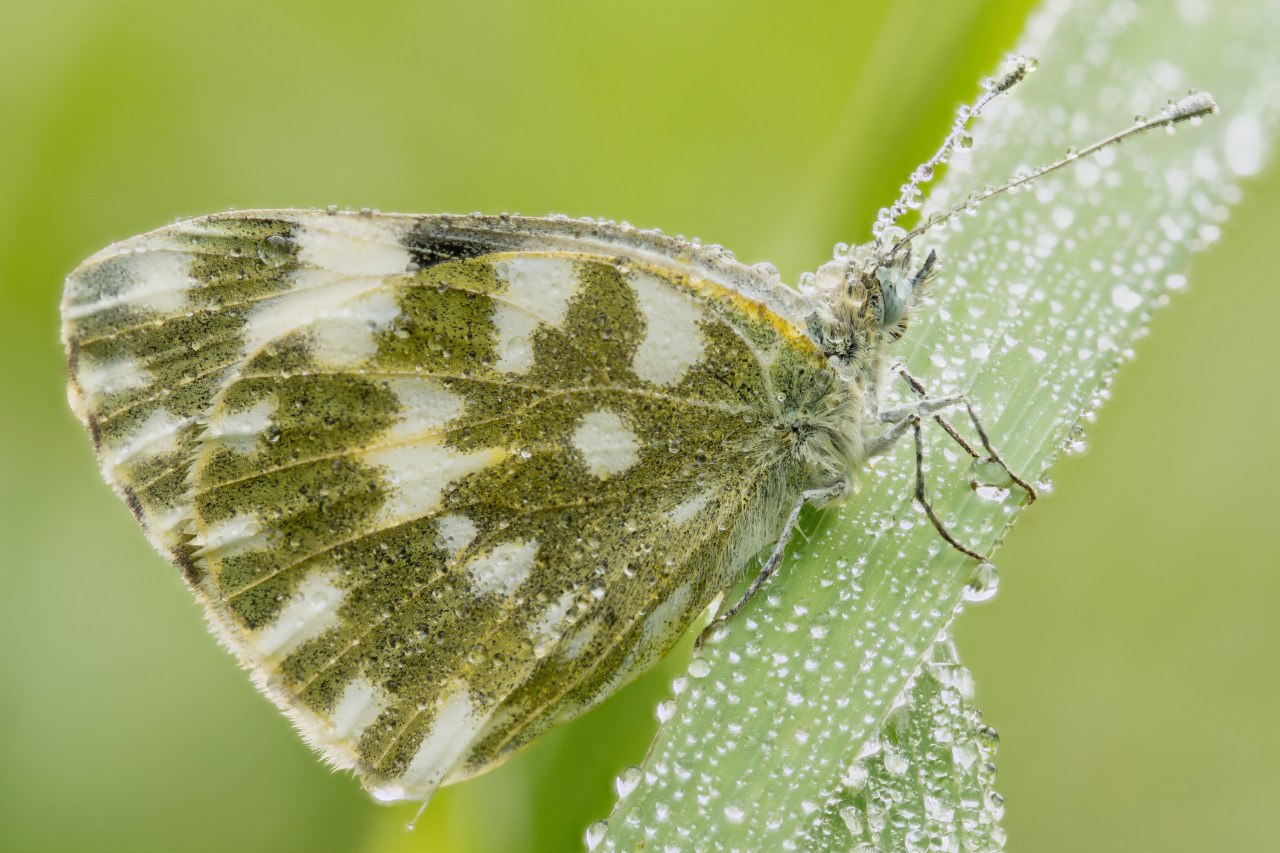 photo50429326_336370858