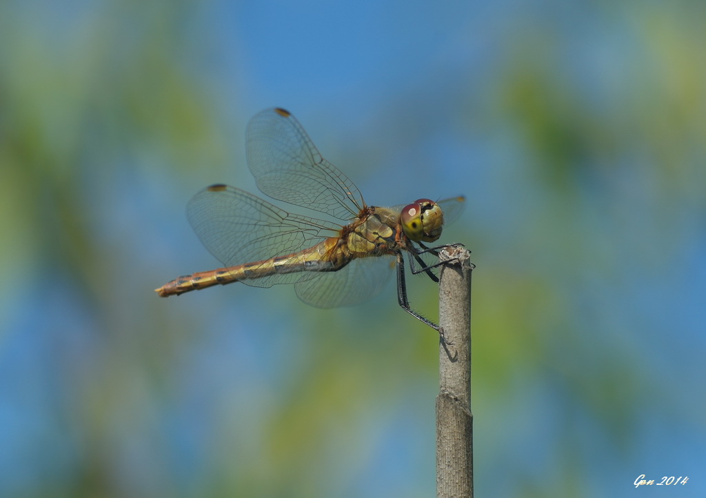 dragon-fly_2014