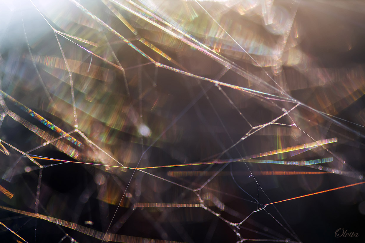 web_in_the_sun_blur_background2