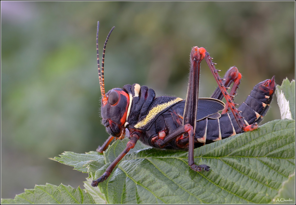 Tropidacris_collaris1