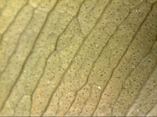 A052_-_20131206_220945