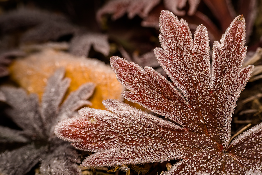 20141004_091336_DSC03532_05