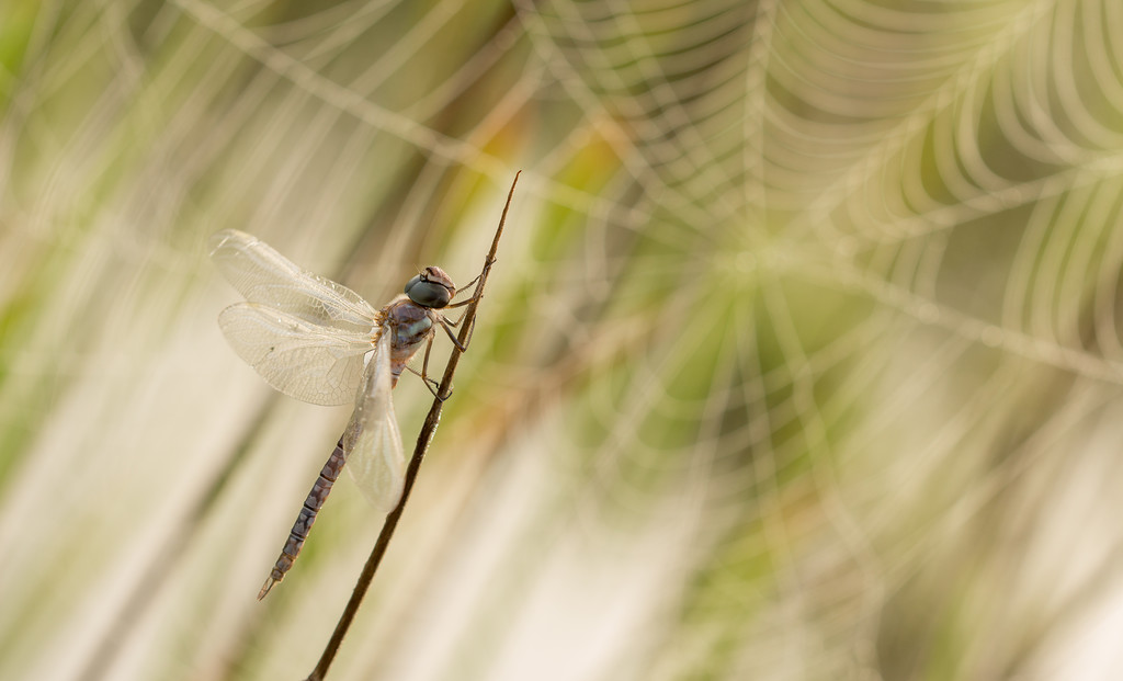 0_11029e_b45651ee_XXL