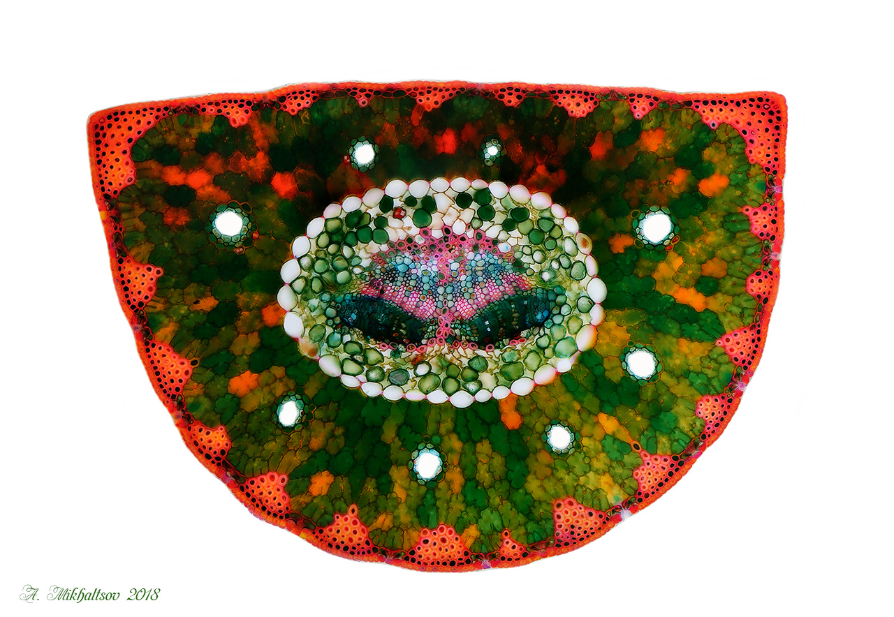 Pinus_leucodermis_Den_Ouden_1280