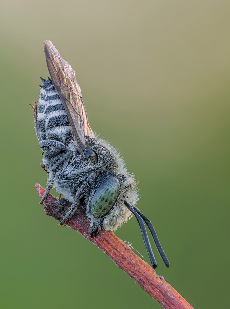 Cuckoo_bee