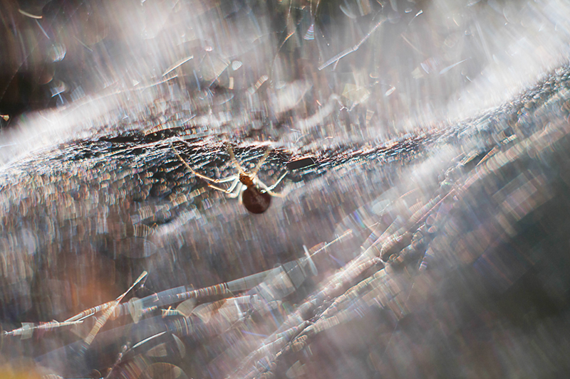 20140719-_MG_6635-1-r800