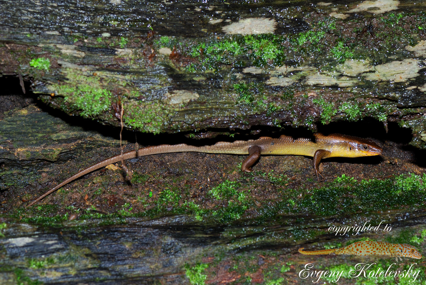 Eutropis_multifasciata_macroclub