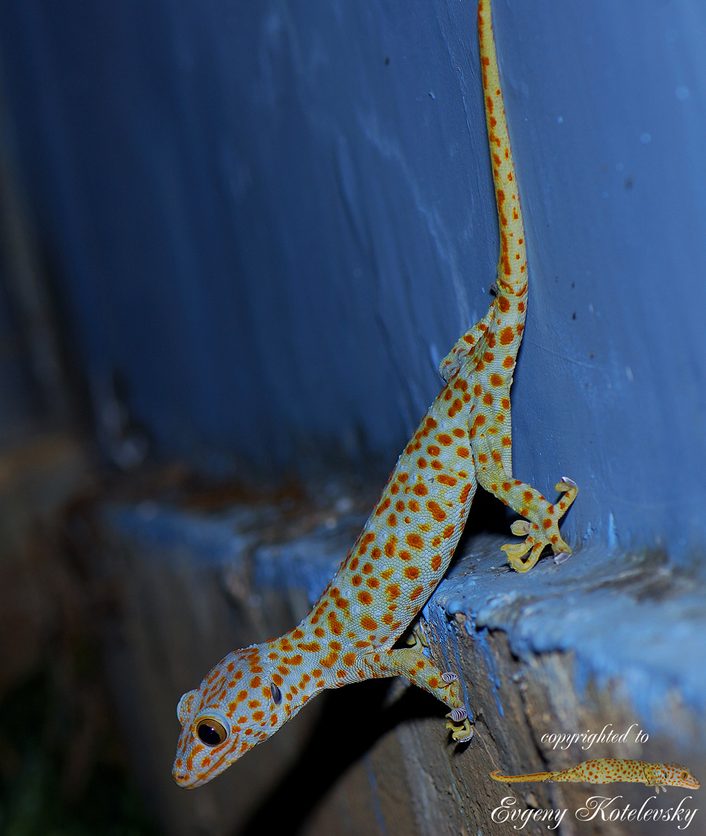 Gekko_gecko1