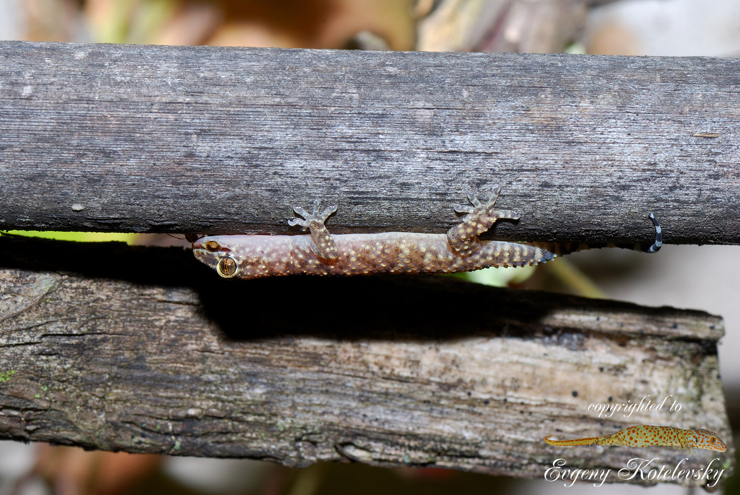 Hemidactylus_turcicus_macroclub
