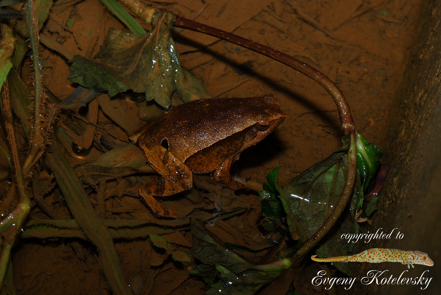 Kalophrynus_interlineatus_macroclub