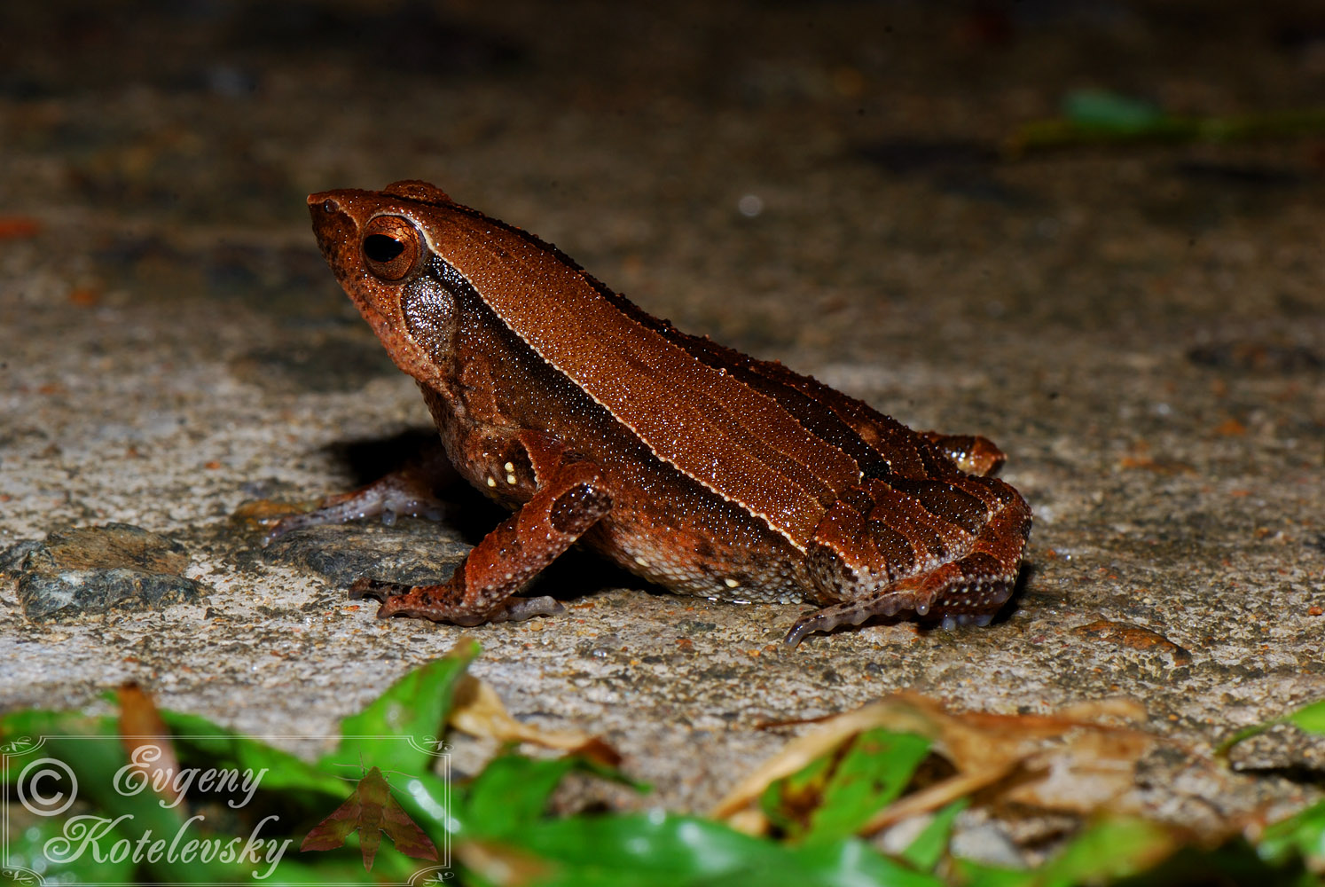 Kalophrynus_interlineatus_photo_1