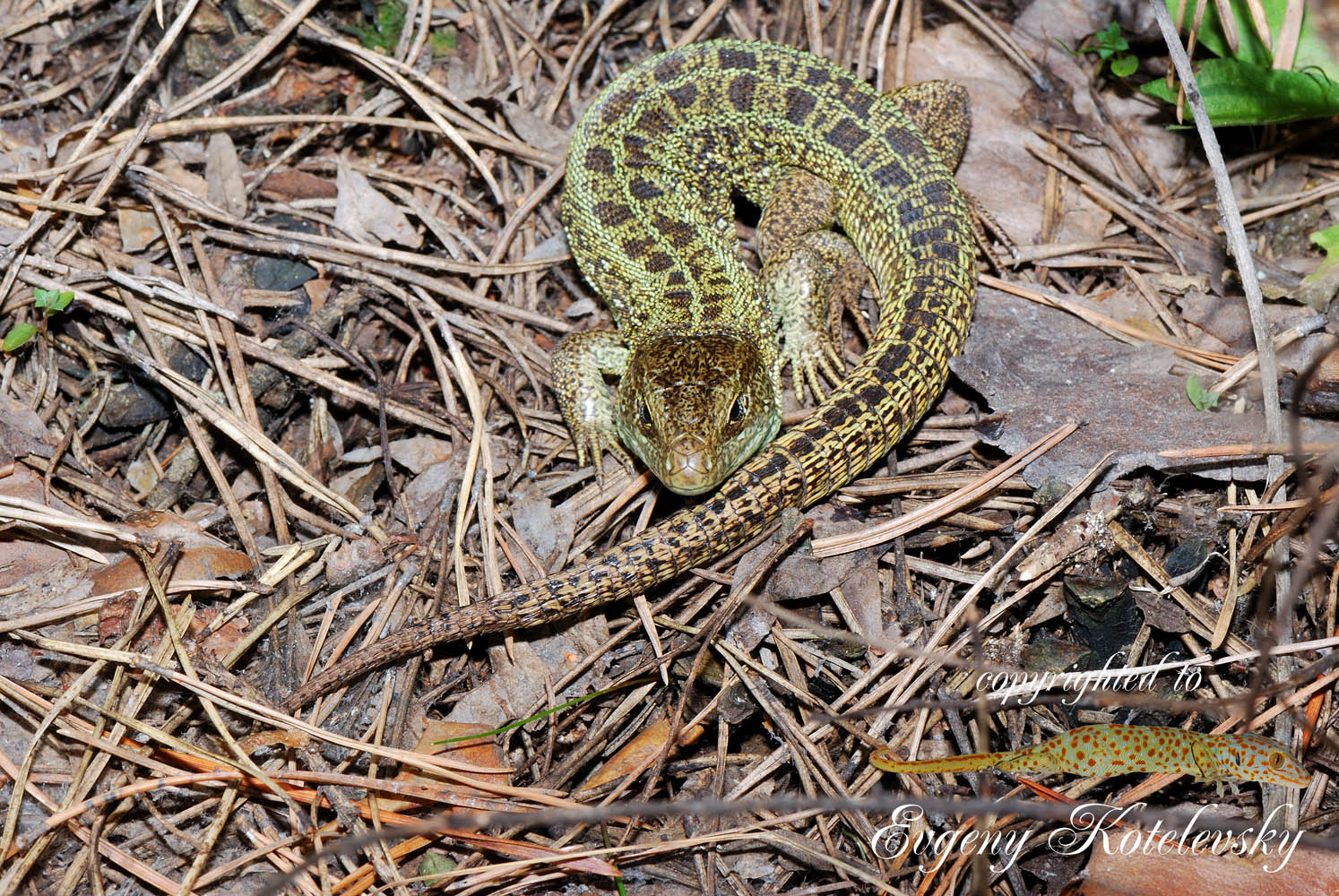 Lacerta_agilis_macroclub1